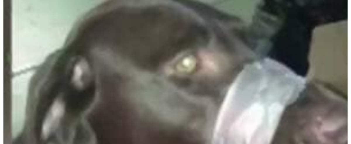 Zdjęcie podglądowe  - pies z kagańcem