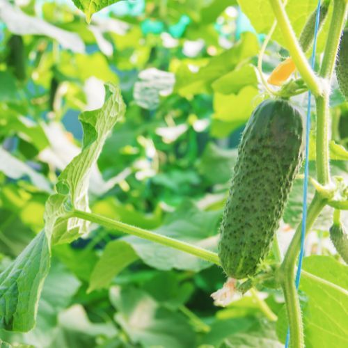 To najlepszy czas na nawożenie ogórków. Podano konkretny termin 