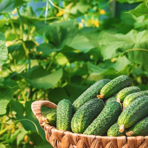 To najlepszy czas na nawożenie ogórków. Podano konkretny termin 