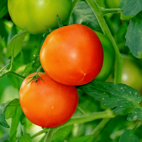 Oprysk na pomidory