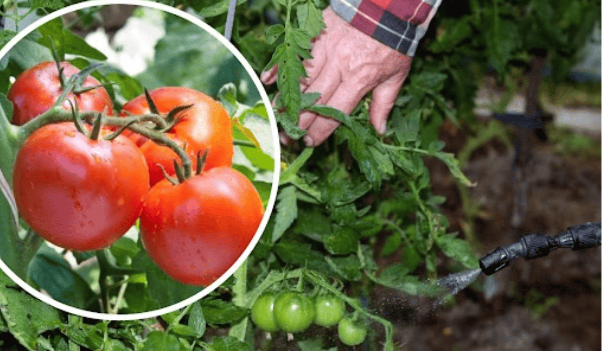 Oto sposób na zarazę ziemniaczaną na pomidorach