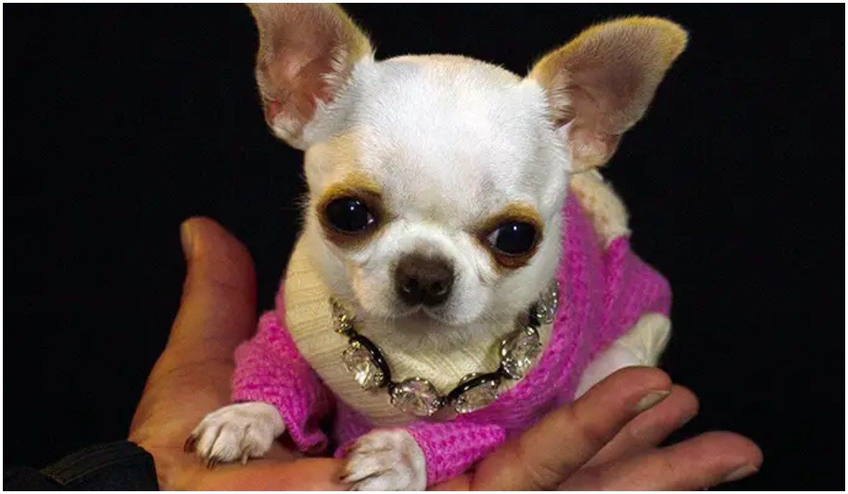 najkrótszy pies na świecie to chihuahua Pearl