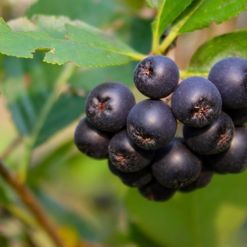 Najlepszy przepis na sok z aronii. Robię go bez grama cukru