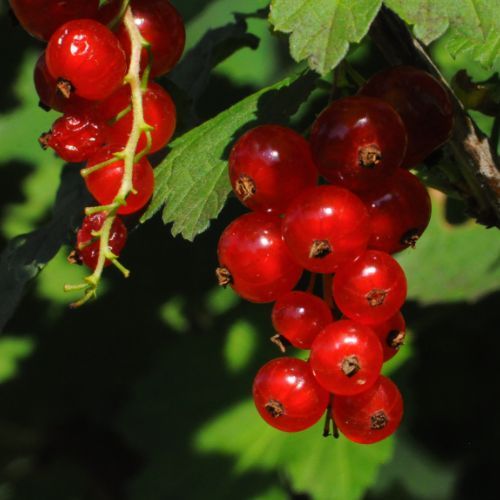 Rosną w Polsce na potęgę. Zwalczają reumatyzm i czyszczą jelita jak miotełka