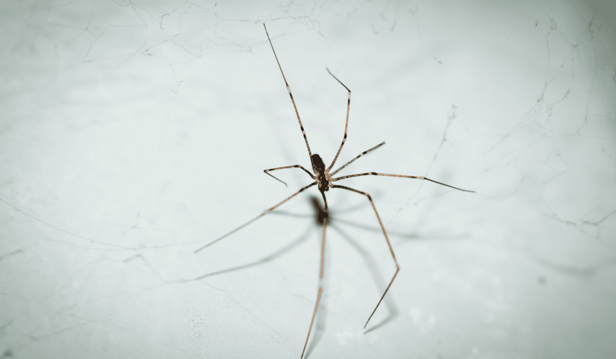 Czy pająki są pożyteczne? Zobacz, czy warto mieć je w domu!