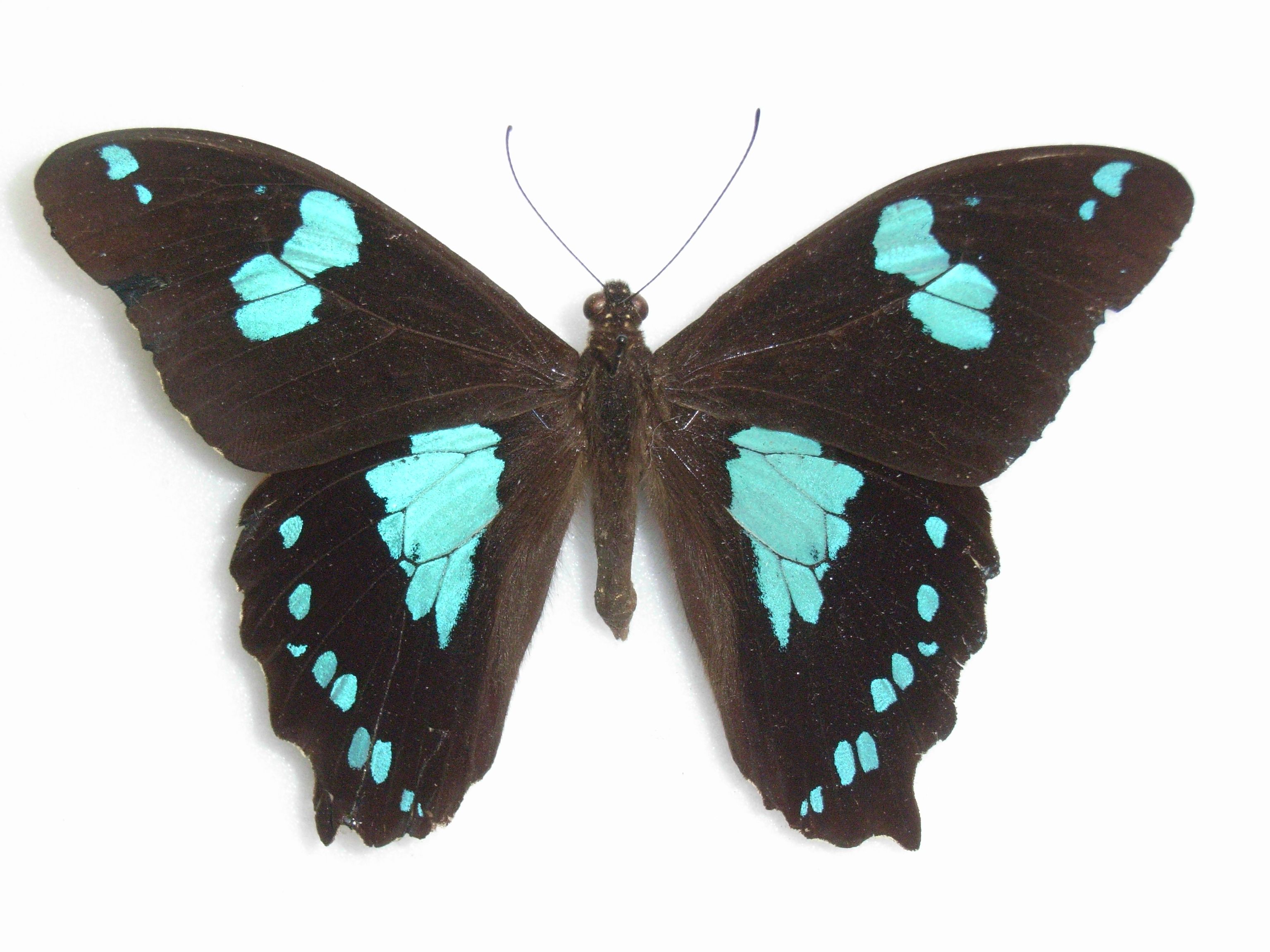 Papilio manlius