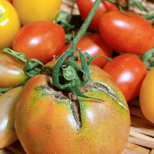 Pękające pomidory