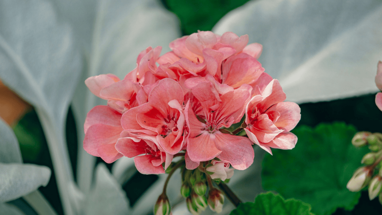 Pelargonia