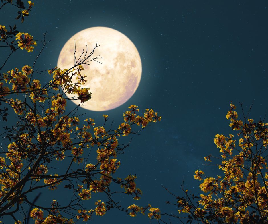 Pełnia Księżyca między drzewami