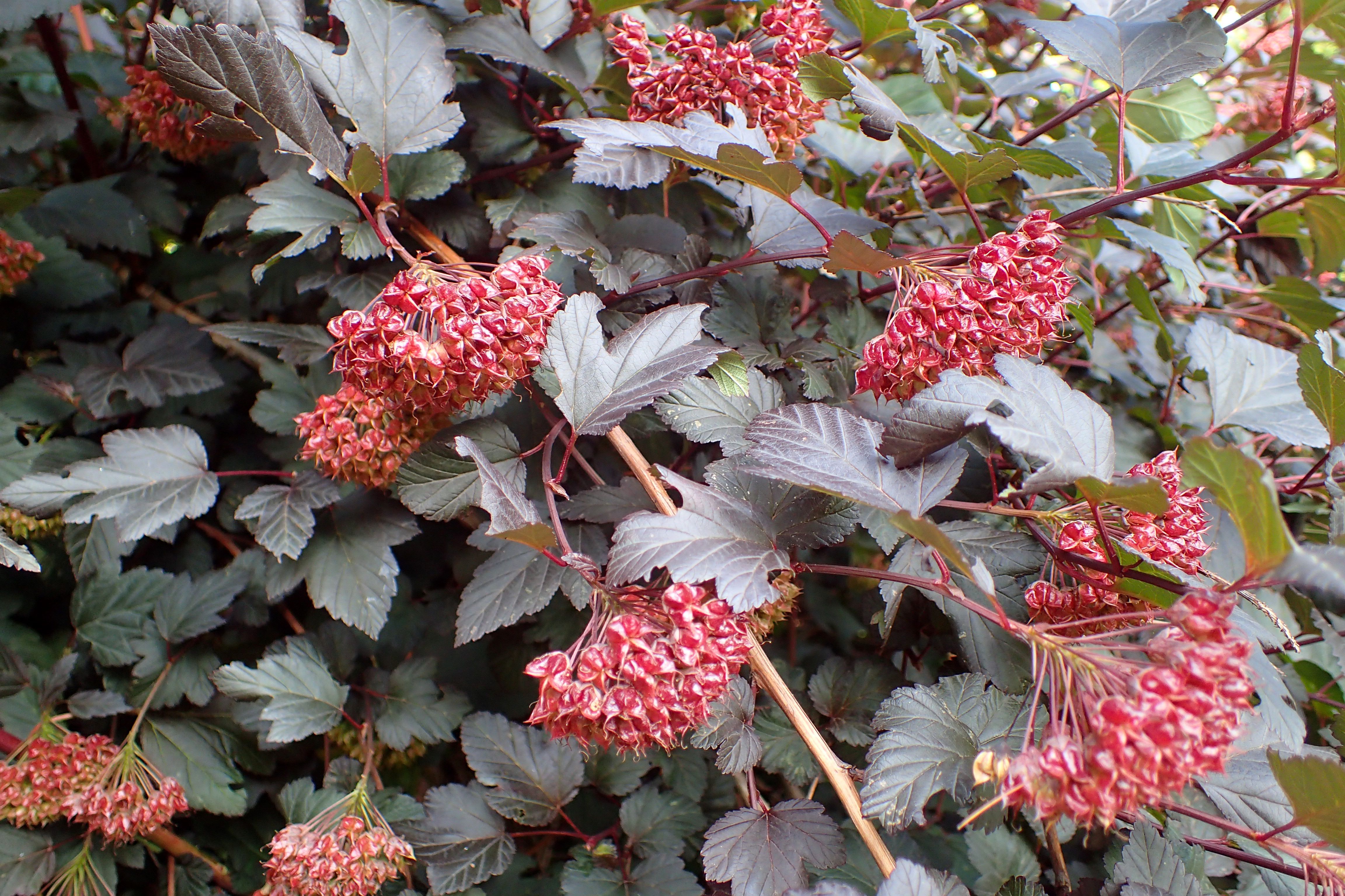 Physocarpus_opulifolius_Diabolo_kz2.jpg