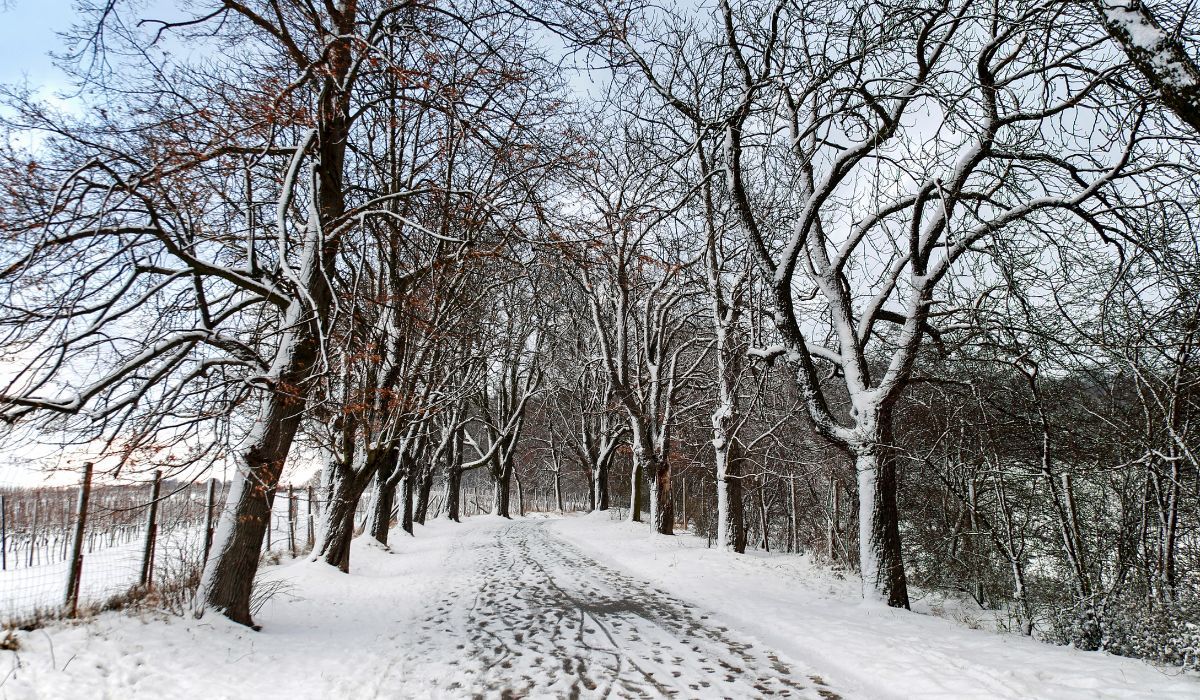 Pierwszy śnieg w Polsce 