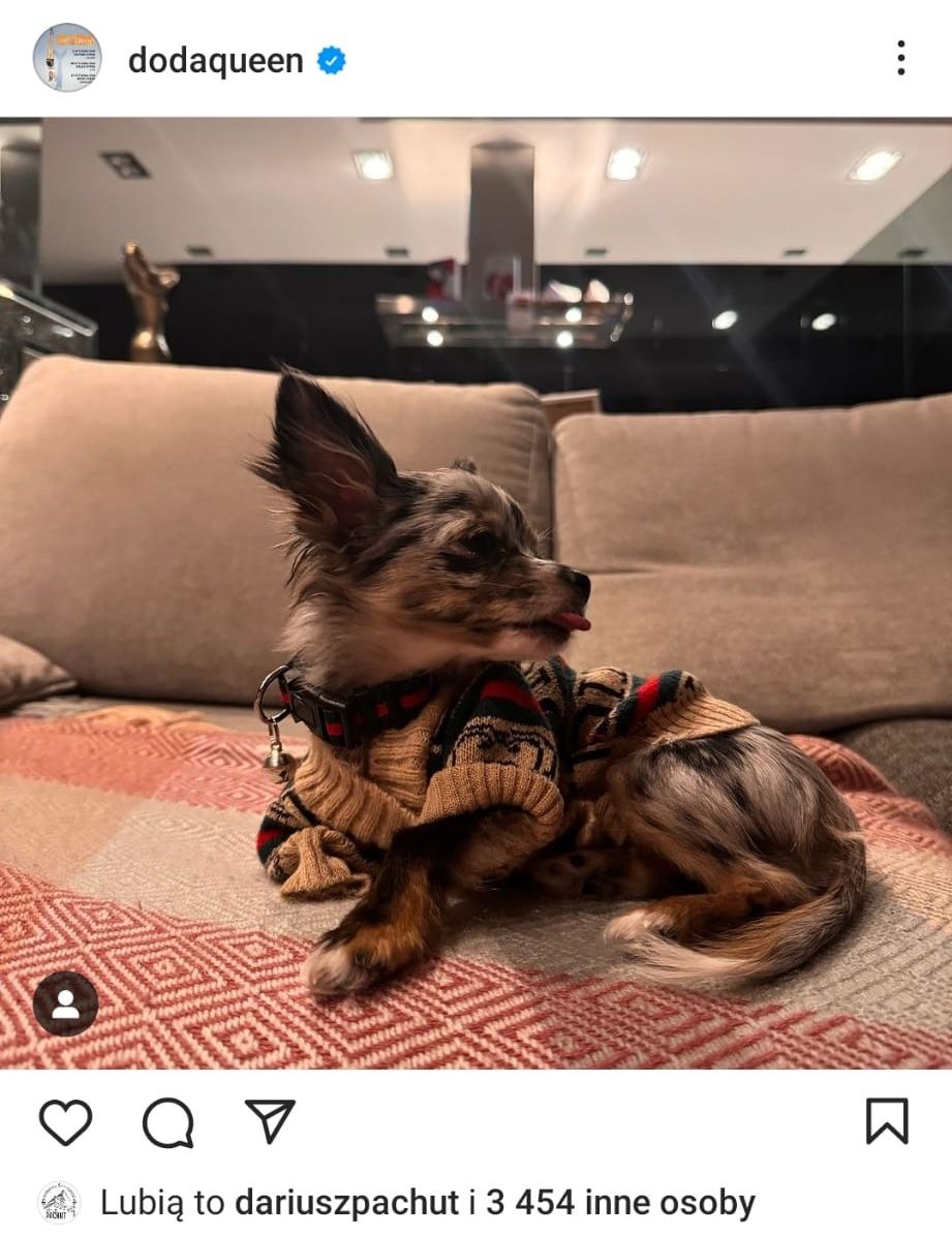 Pies Dody i Dariusza Pachuta, fot. Instagram