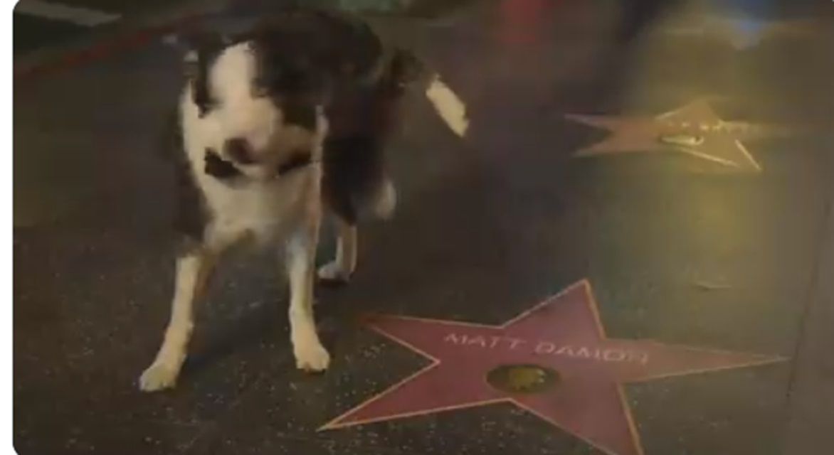 Pies Messi na Oscarach, fot. kadr X