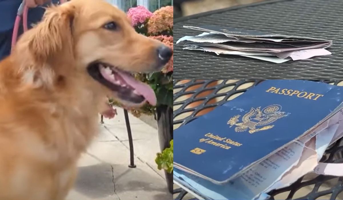 Pies pogryzł paszport