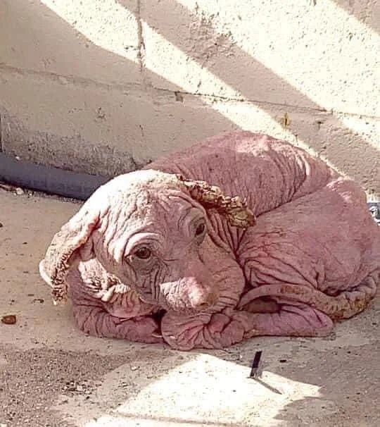 Pies skazany na życie na ulicy desperacko potrzebował pomocy. Nie bez powodu dostał na imię Zgredek (1).jpg