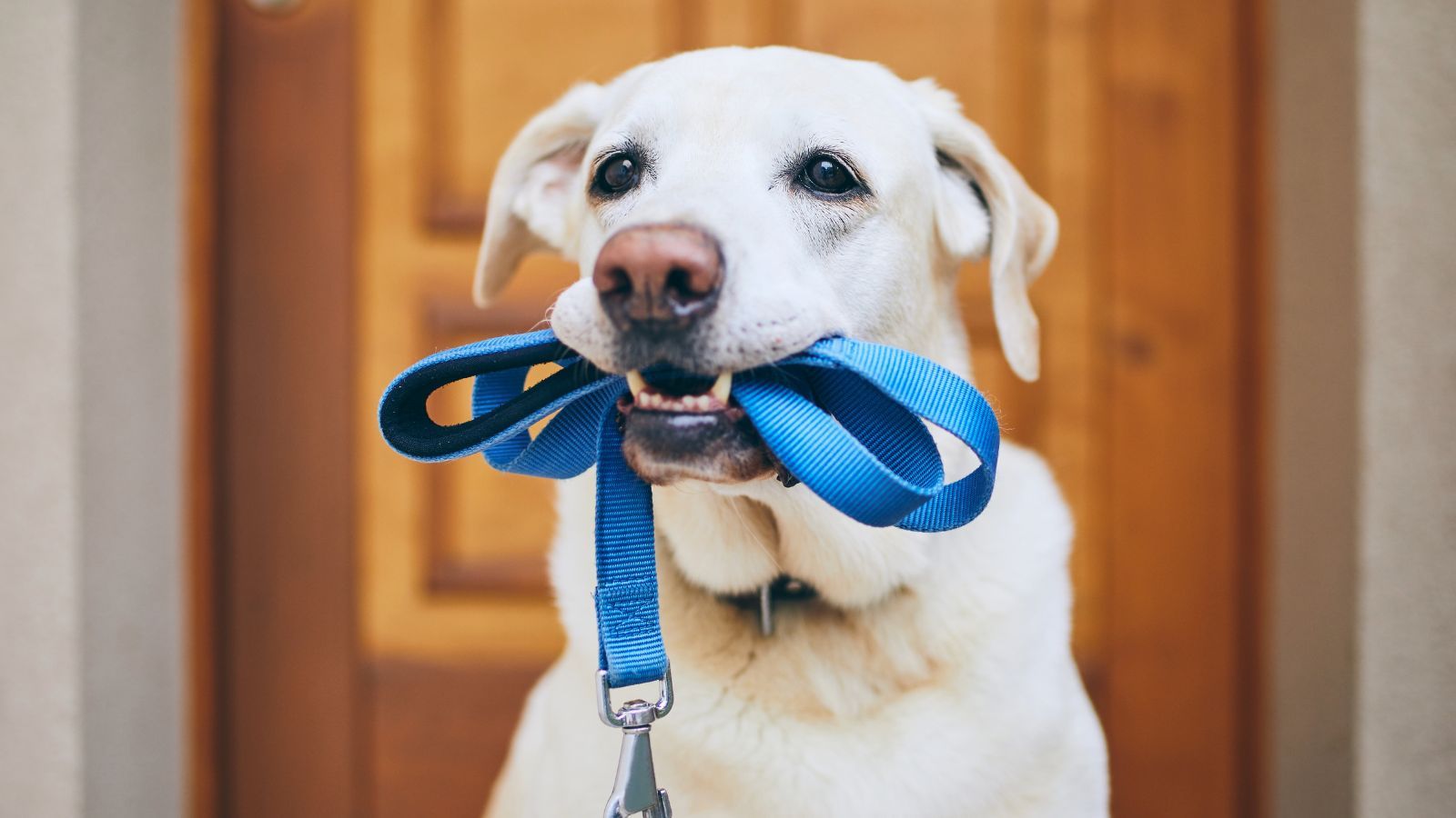 Pies ze smyczą