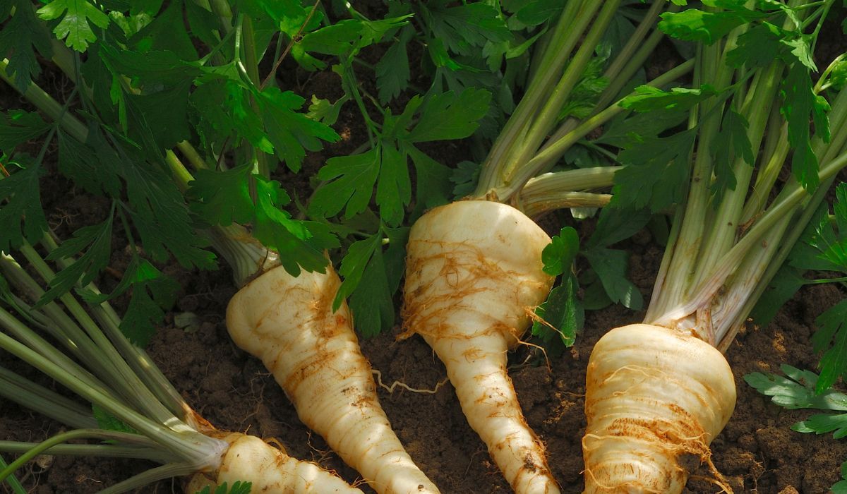 Ten ziemny skarb wspiera trawienie, obniża ciśnienie i wzmacnia odporność