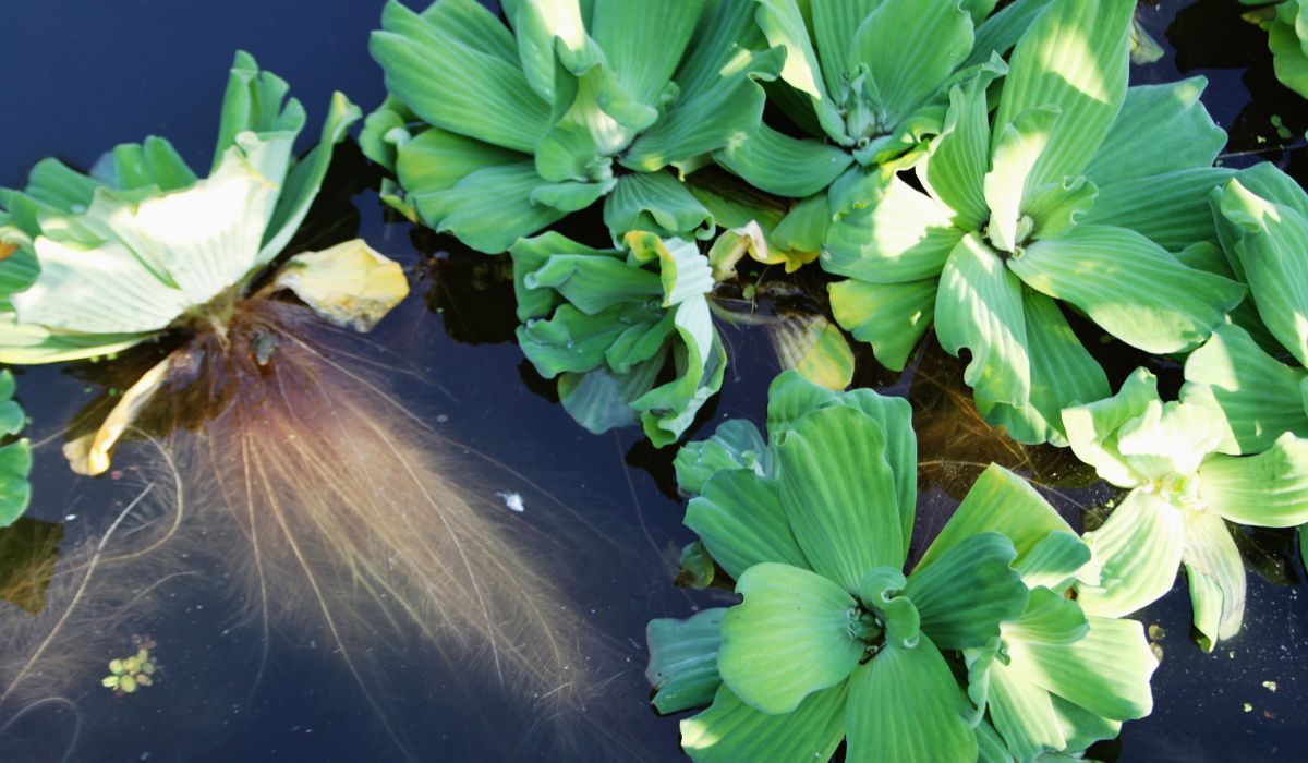 Pistia rozetkowa