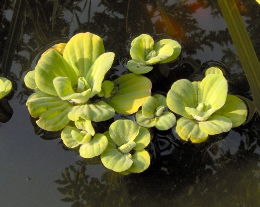 pistia rozetkowa