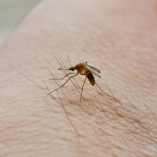 Plaga komarów w Szczecinie - co robić.jpg