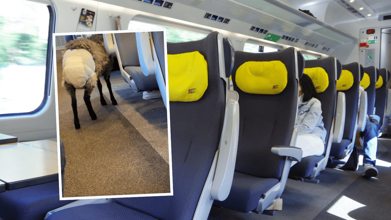 Poseł PiS pokazał, co stało się w Pendolino. Nagranie obiegło Polskę. "Ludzie przeginają"