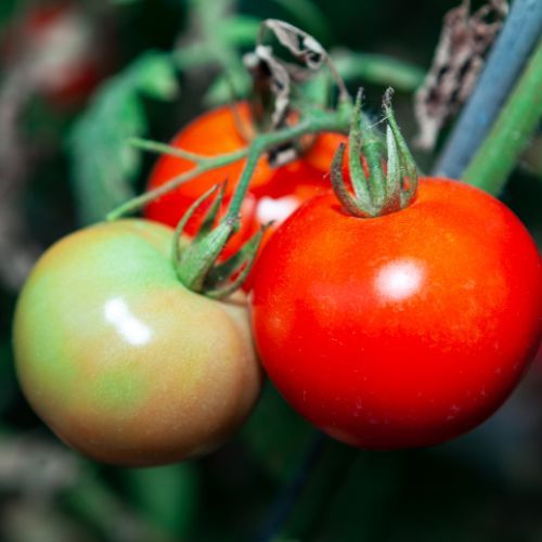 Pomidory 2.jpg