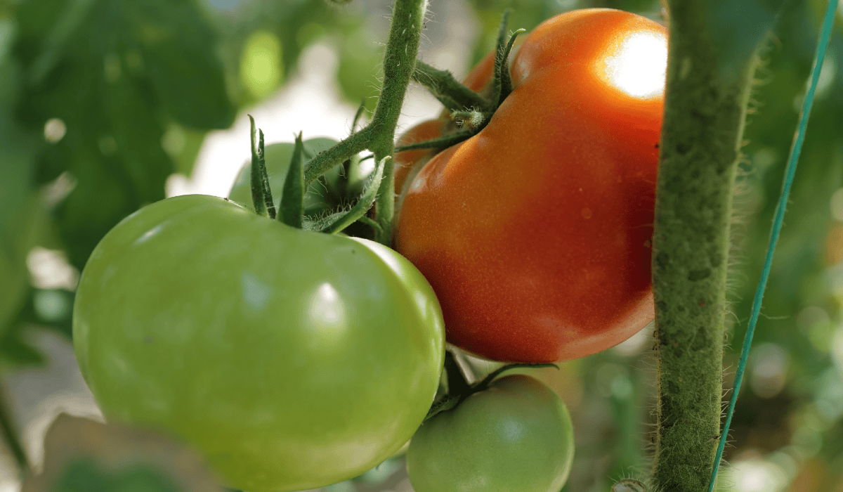 Pomidory, dojrzewający i dojrzały