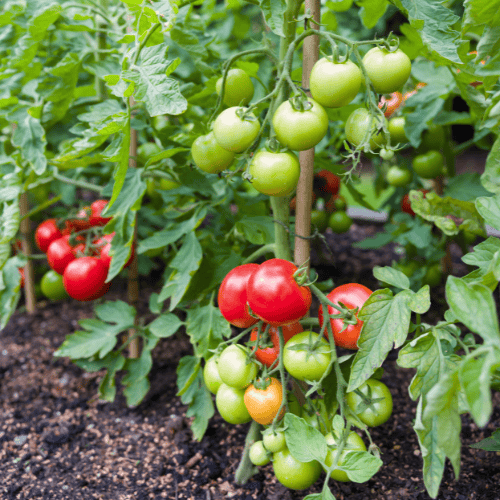 Pomidory bez podlewania rosną.png