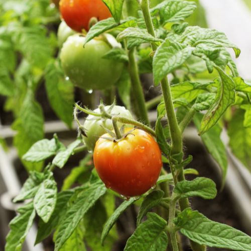 Pomidory proste w uprawie 2.jpg