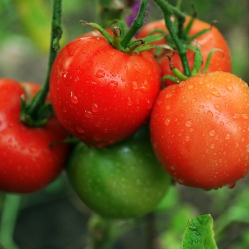 Pomidory proste w uprawie 3.jpg