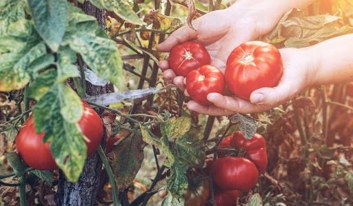 Pomidory proste w uprawie