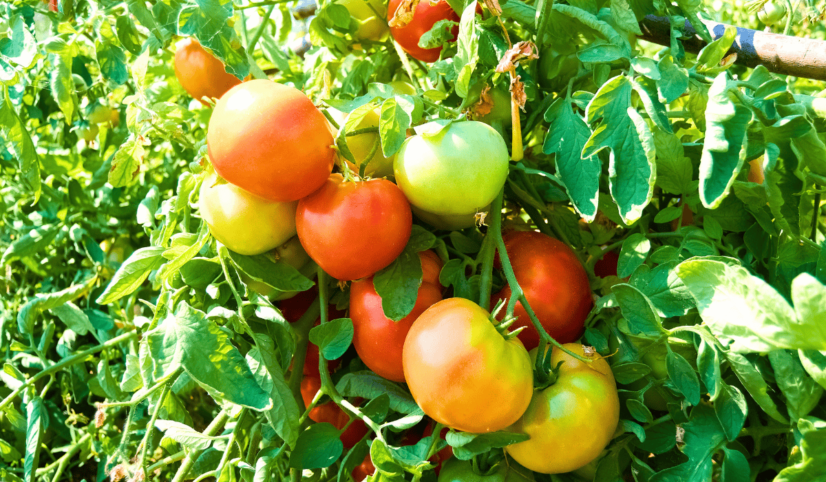 Pomidory uprawiane bez podlewania