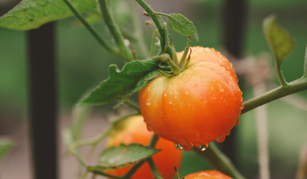 Pomidory w deszczu.png