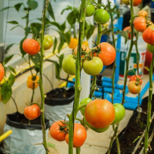 Pomidory w ogrodzie 2.jpg