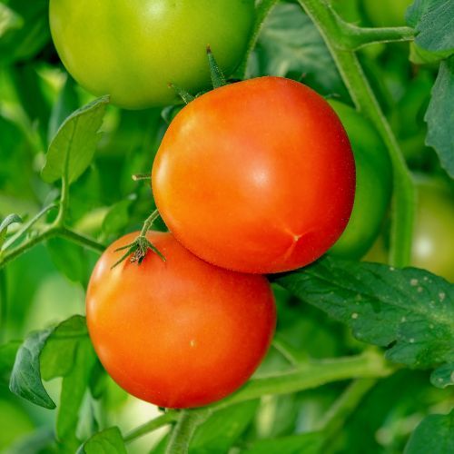 Pomidory w ogrodzie 3.jpg