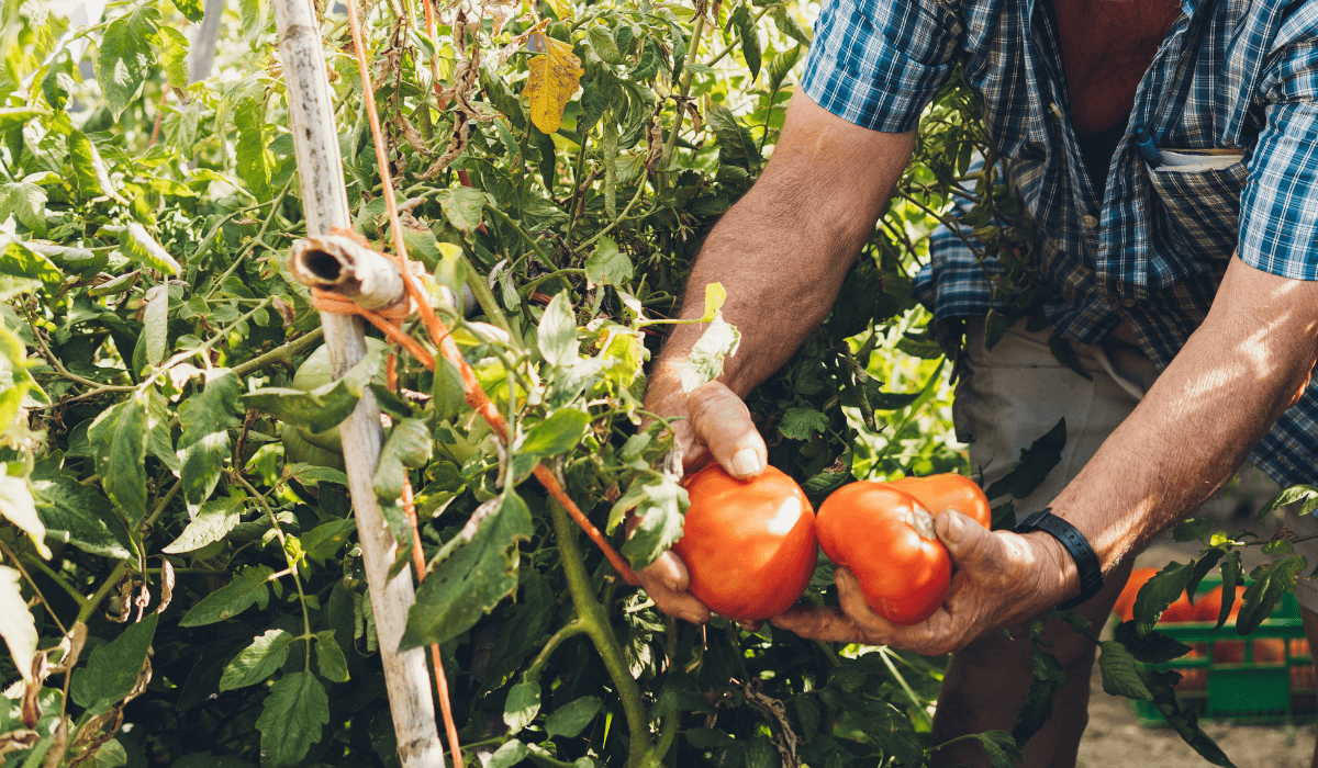 Słyszeliście o ogławianiu pomidorów? To sposób na bogate plony!