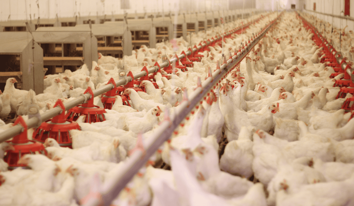 Groźny wirus uderza ponownie. Alarm na lubelszczyźnie