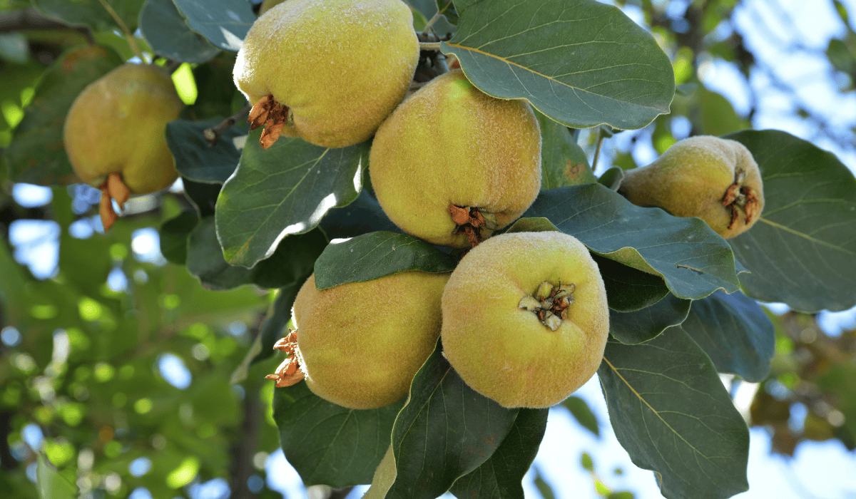 Dodaj do herbaty zamiast cukru. Smakuje obłędnie i wzmacnia zdrowie