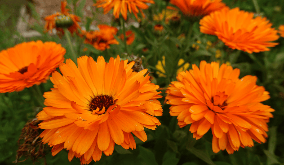 Jeśli masz 50 lat, ta maść jest dla Ciebie. Poprawia napięcie skóry już po kilku użyciach