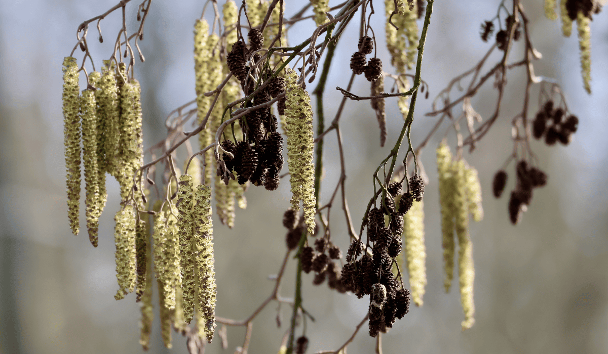 Fatalny czas dla alergików. Komunikat bije na alarm: "Jest w szczytowej fazie"