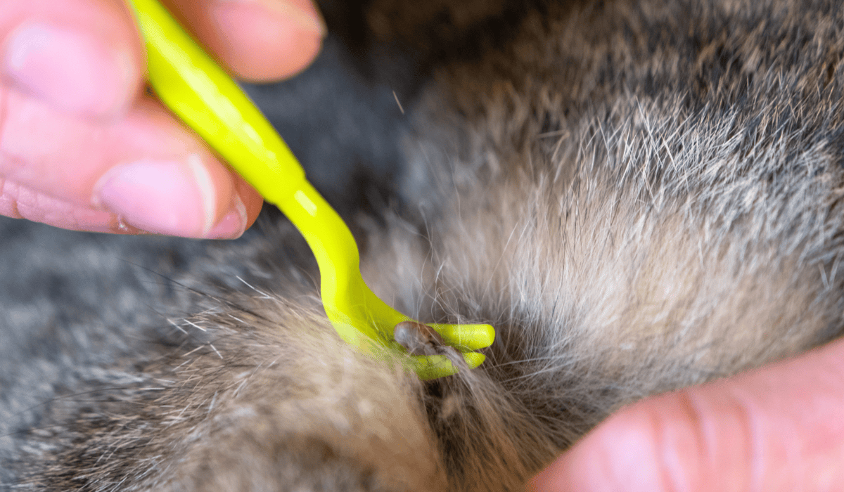 Uwaga na kleszcze – już żerują. Choroba może prowadzić do trwałych ubytków w mózgu