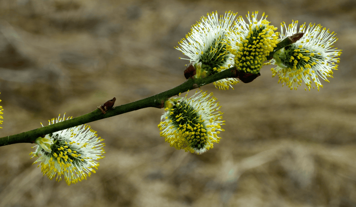 Kichasz od pyłków? To nie jest "tylko" alergia, ale poważny problem układu odpornościowego