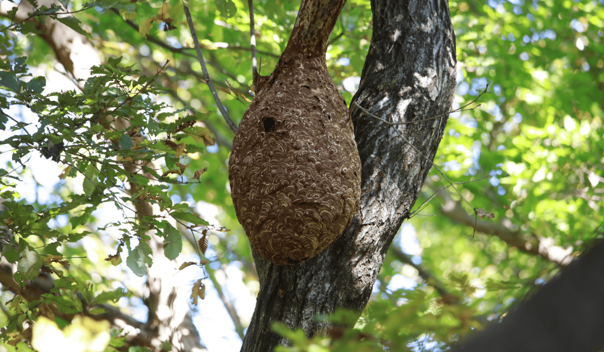Szerszenie odebrały życie ojcu i synu. Użądliły ich ponad 100 razy