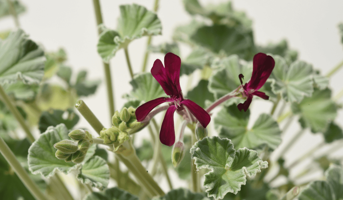 Ten suplement naprawdę ma sens. Potwierdzono, że podbija odporność w kilka dni