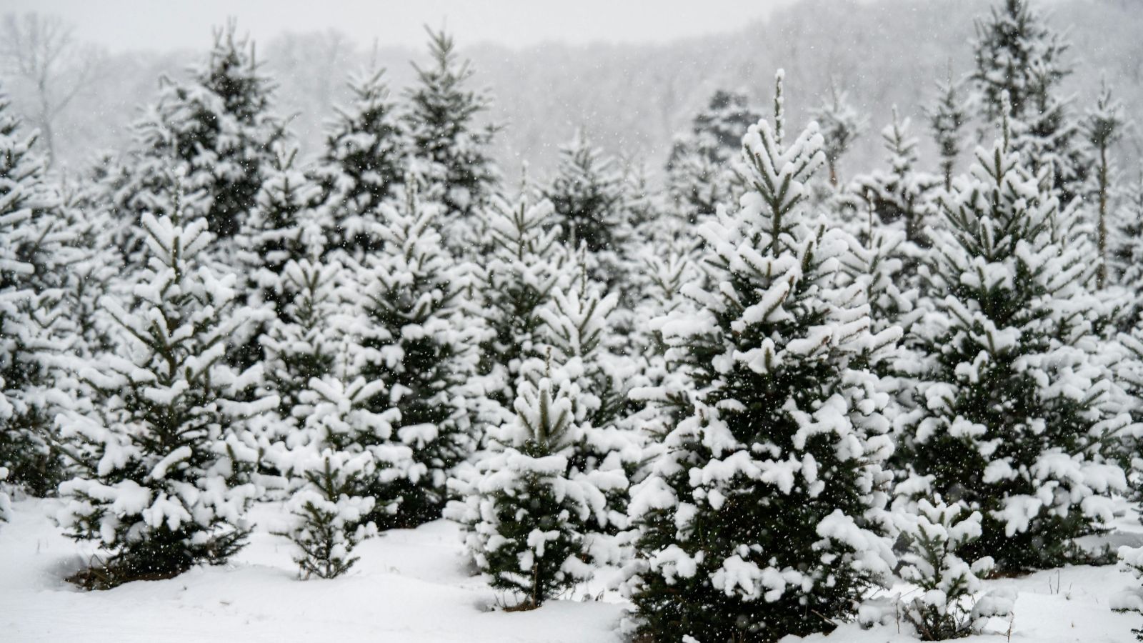 IMGW podało najnowsze prognozy pogody. Zima wraca do Polski, nawet -15 st. C