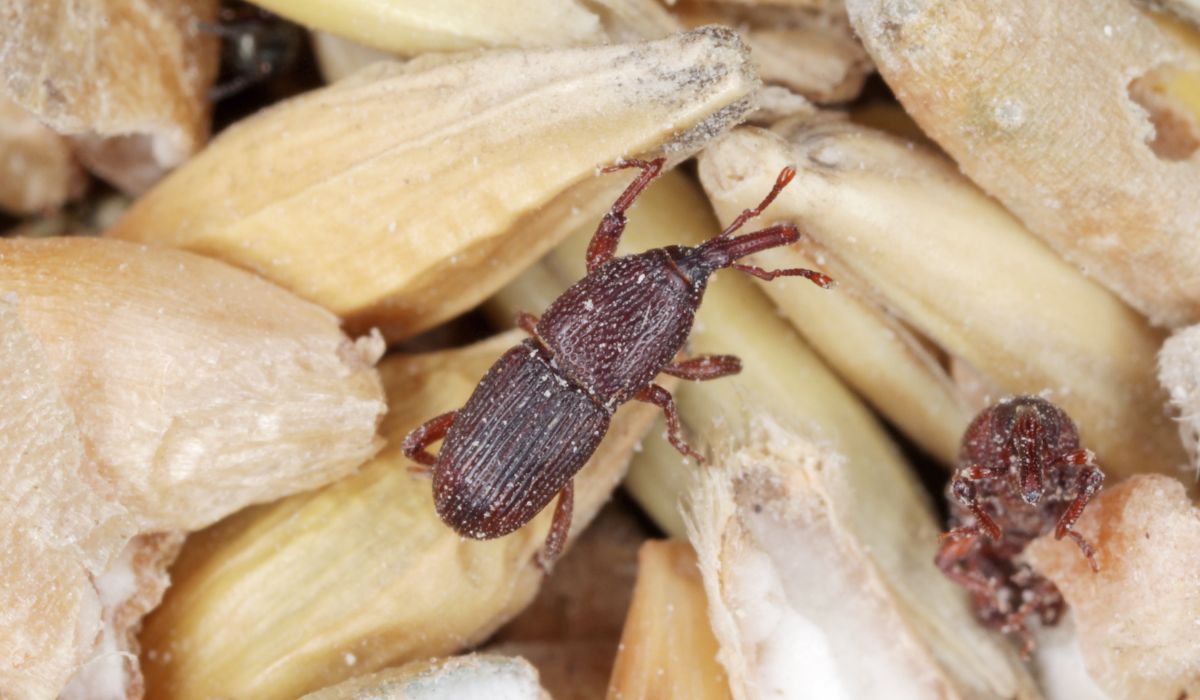 Jedno ziarenko i w kuchni zalęgnie się najgorsza plaga. Uważaj, co wkładasz do szafek