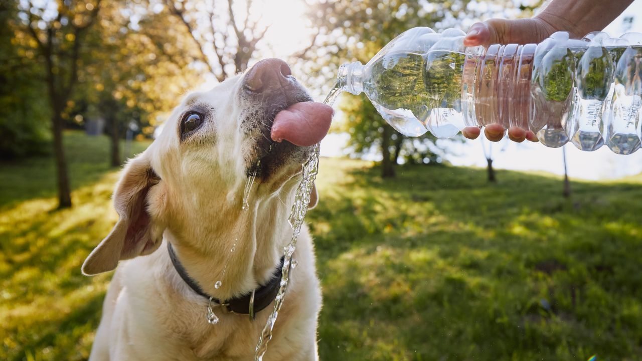 ile wody powinien pić pies?