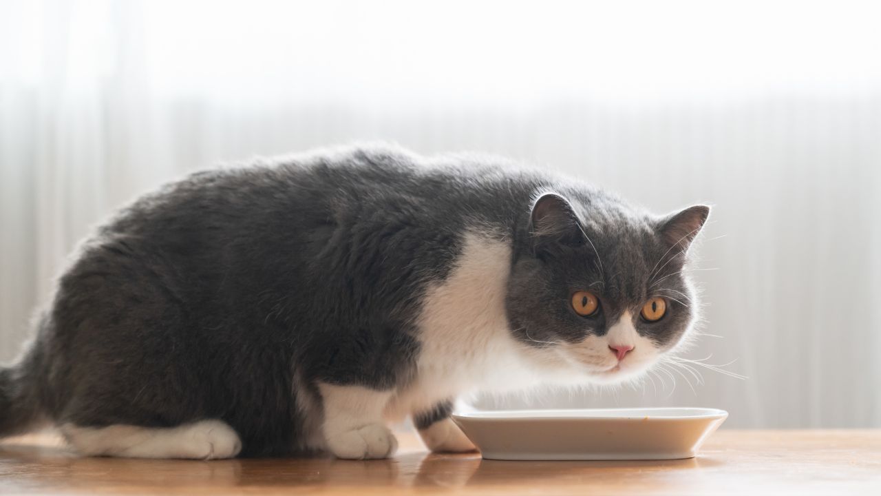 dlaczego kot nie chce jeść