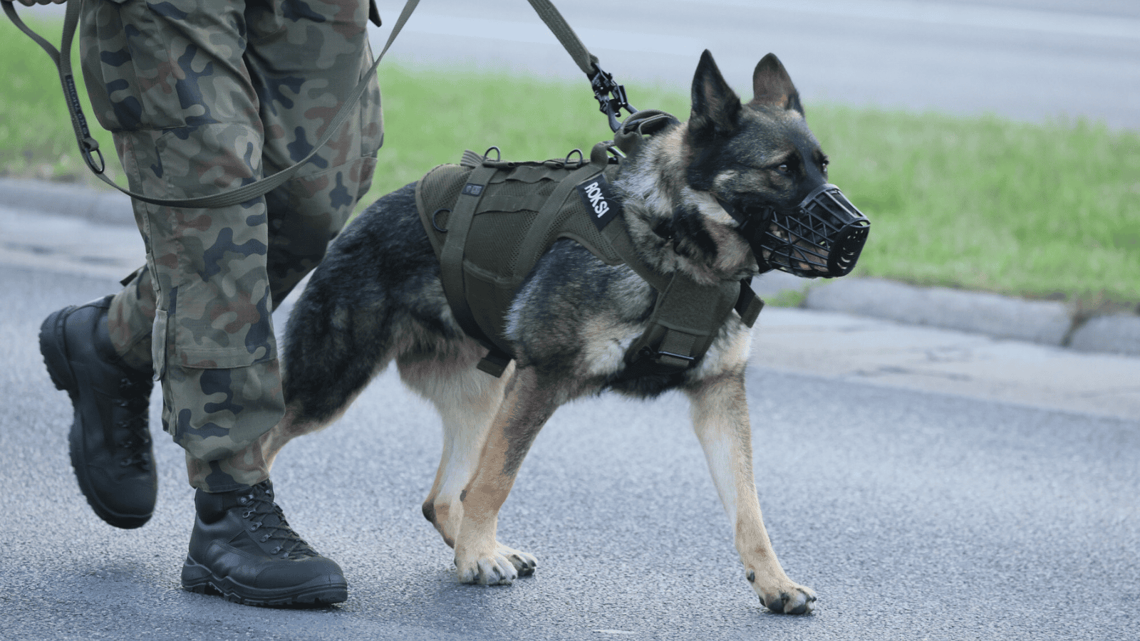 Przełomowe rozporządzenie. Zwierzęta służbowe będą miały lepiej