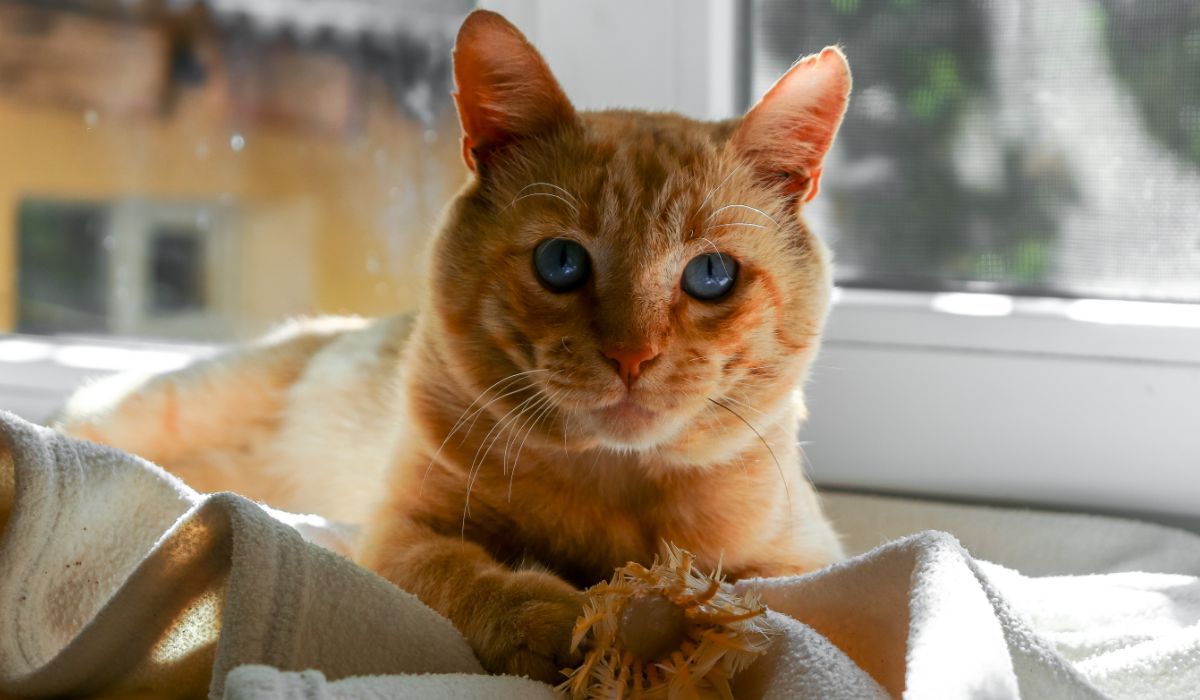 Nie trzymaj w kuchni na parapecie. To trucizna dla kota, jeden gryz i katastrofa gotowa